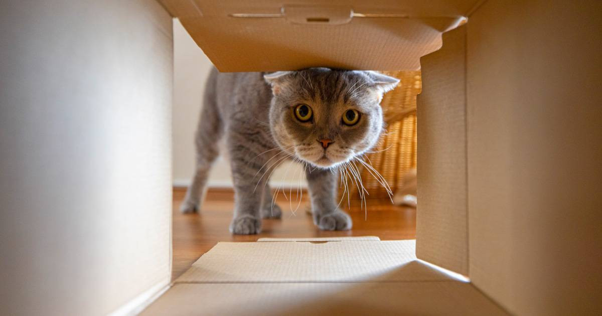 cat moving