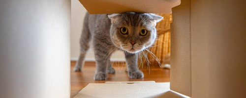 cat moving