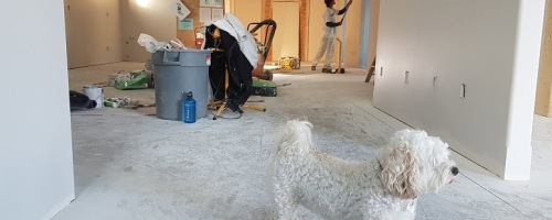 moving dog