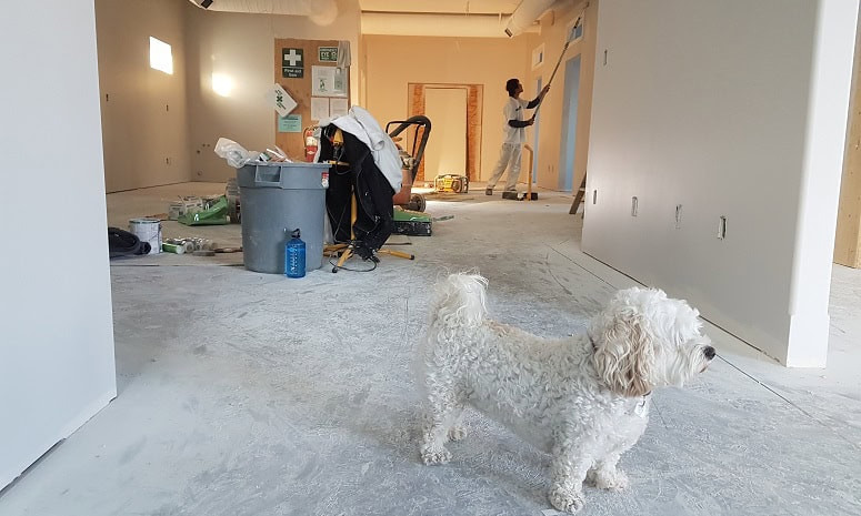 moving dog