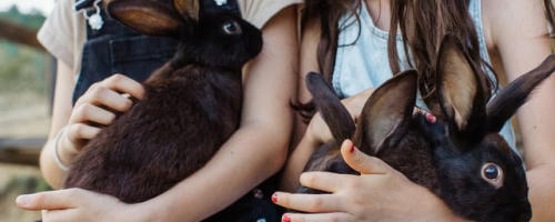 moving with pets